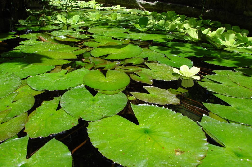 ロータス効果の蓮